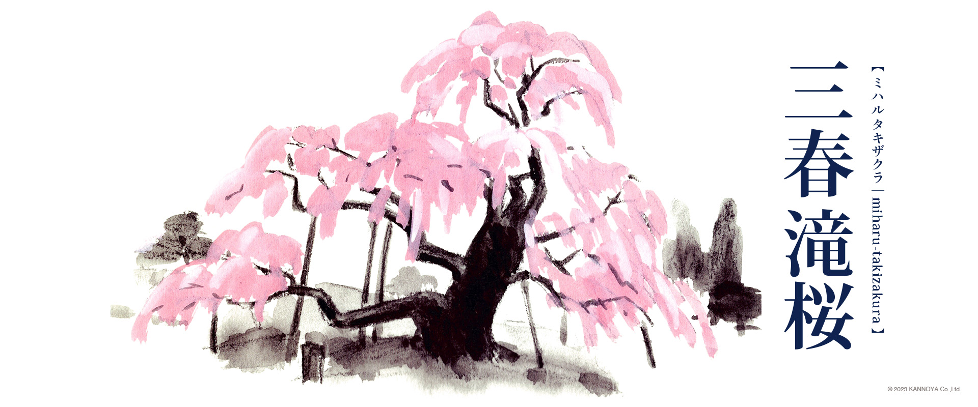 滝桜