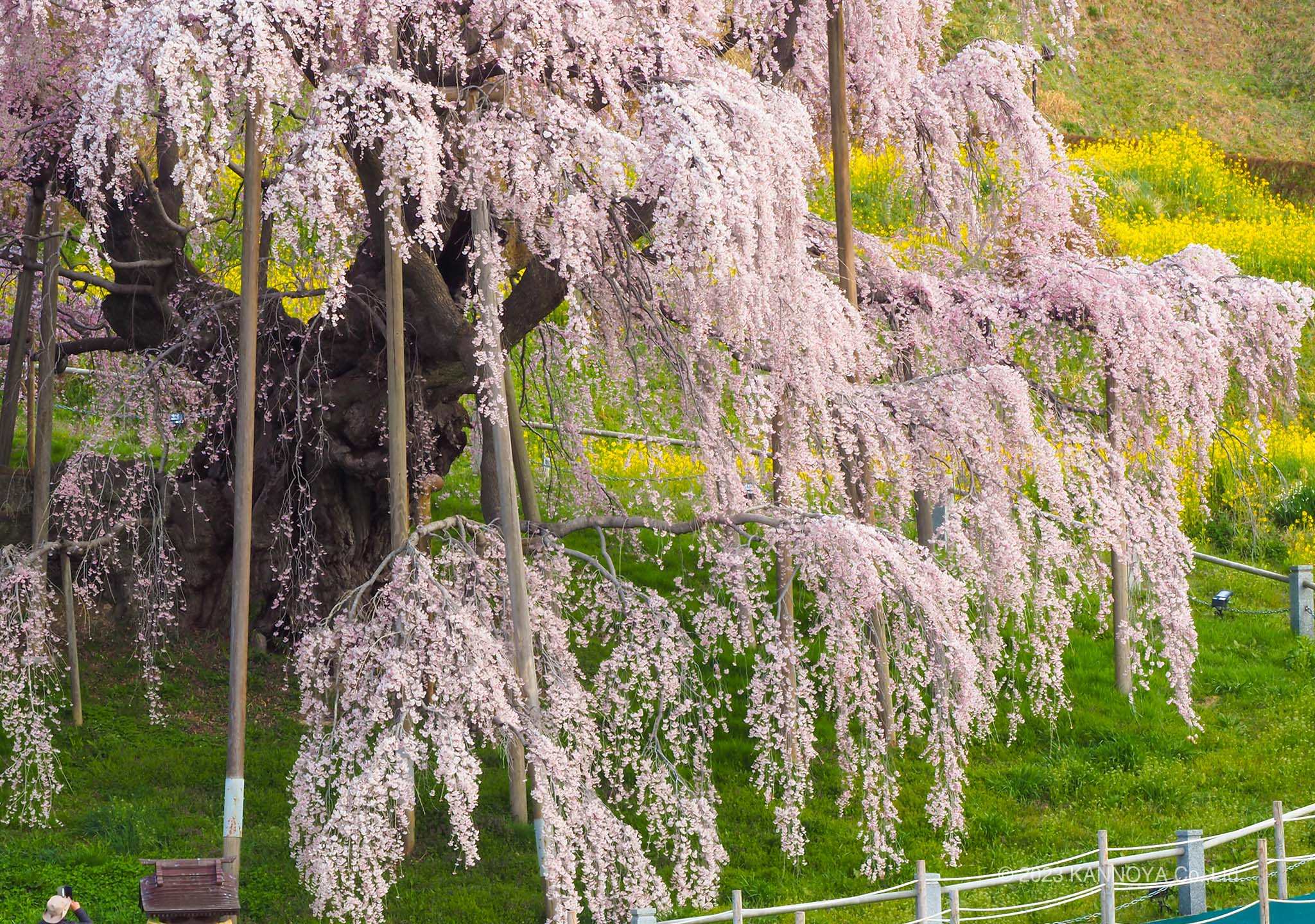 三春 滝桜